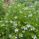 BLACK SEED & VANILLA LUMINOUS FACIAL OIL