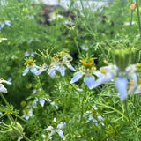 BLACK SEED & VANILLA LUMINOUS FACIAL OIL