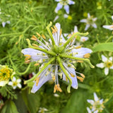 BLACK SEED & VANILLA LUMINOUS FACIAL OIL