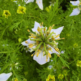 BLACK SEED & VANILLA LUMINOUS FACIAL OIL