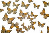 EDIBLE BUTTERFLIES pre cut wafer paper MONARCH  BUTTERFLIES, 32 pre cut pieces, various sizes, wafer paper, cake, cake pops  cake decoration, cupcake toppers