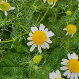 MATCHA SILK NOURISHING FACIAL OIL