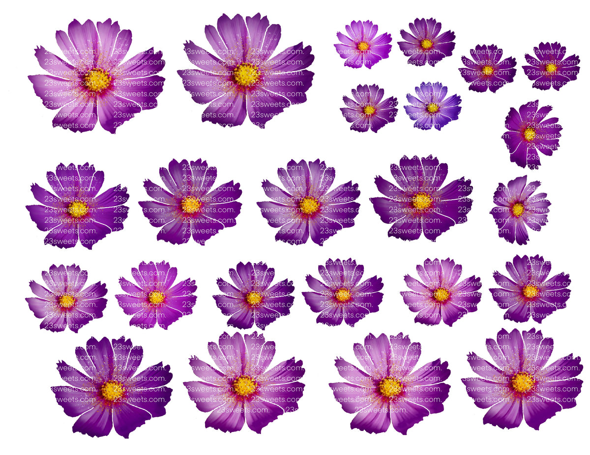 EDIBLE FLOWERS , daisy Flowers , pink, blue, purple edible daisies, pr ...