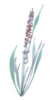 Poster, lavender sprig, watercolour art print poster art, art poster print of lavender, mindful art